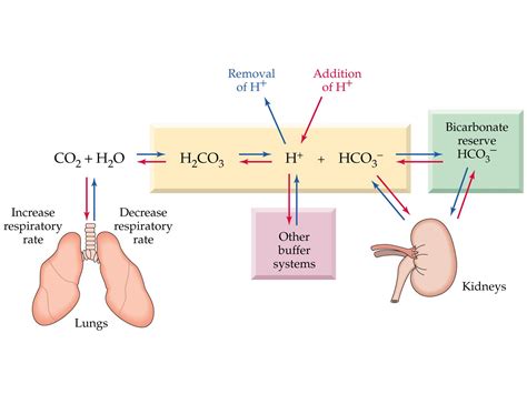 the bicarbonate-carbon dioxide buffer system